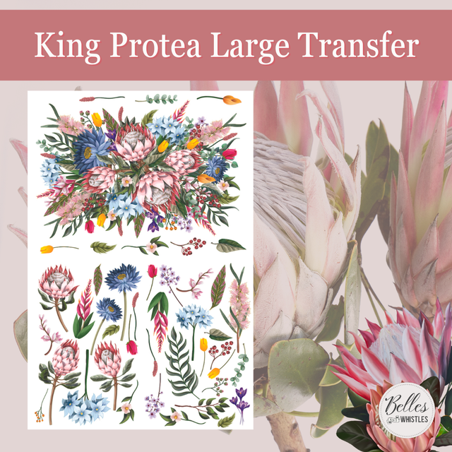 * NEW* Belle's and Whistles Large Transfer King Protea