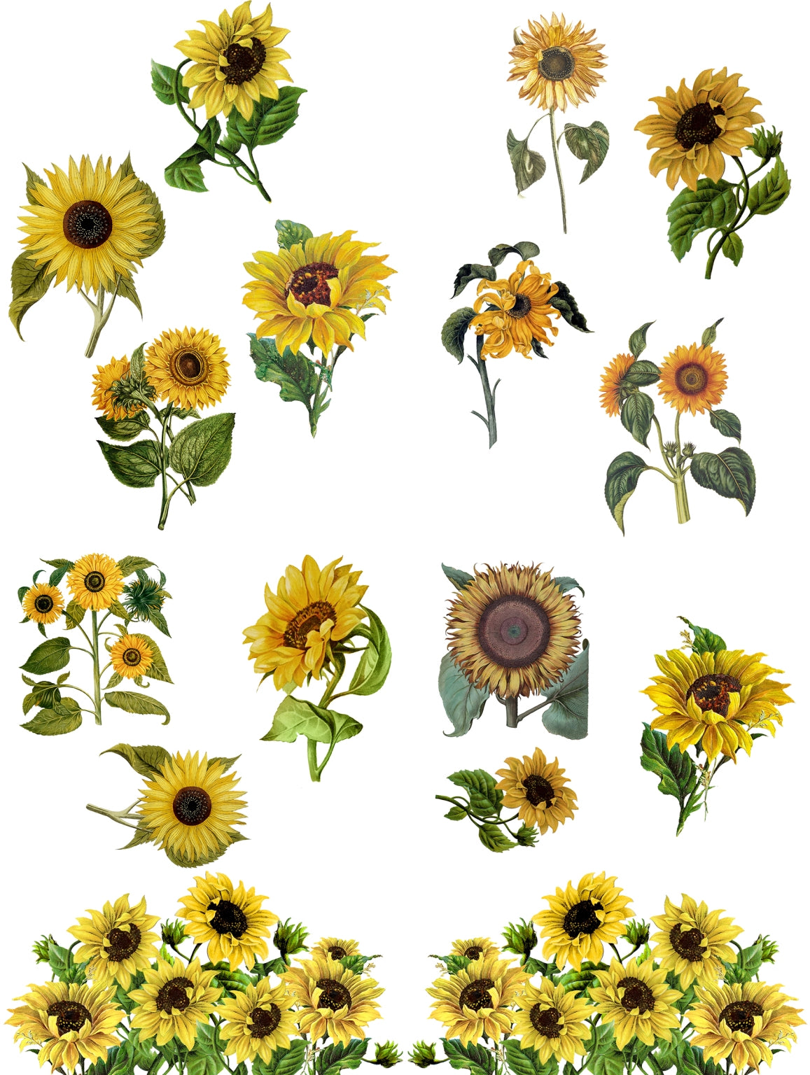 Belle's and Whistles Transfer Sunflower